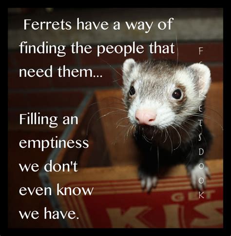 Ferret Love Quotes. QuotesGram