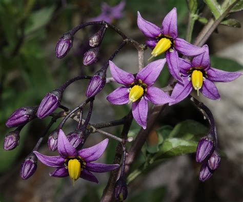 Climbing Nightshade - Solanum dulcamara [OC] aka Bittersweet Nightshade ...