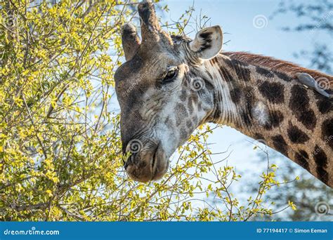 Giraffe eating leaves. stock image. Image of nature, south - 77194417