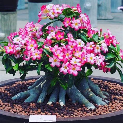 Jual NEW!!BAHAN BONSAI-ADENIUM KAMBOJA JEPANG BUNGA TUMPUK//BUNGA PINK | Shopee Indonesia