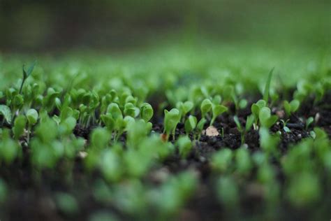 How To Grow Broccoli Sprouts: The Complete Guide | Harper's Nurseries