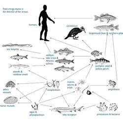 Alewife - Introduced Species