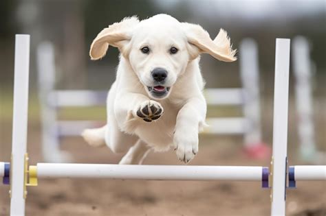 Premium AI Image | Labrador Retriever Agility Training