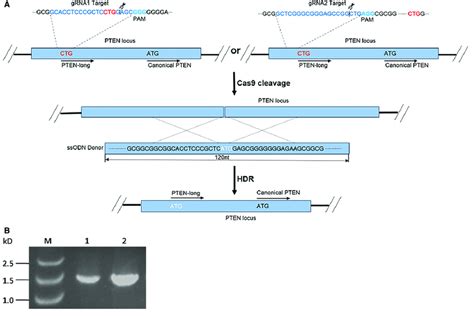 Development of CRISPR/Cas9 vector construct and the experimental ...