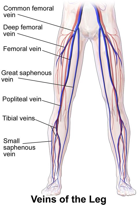 Pin by Jennea Marie on Sonography | Leg vein anatomy, Arteries and veins, Medical