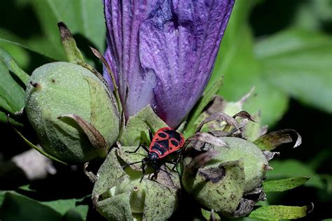 Fire Bug Insect Macro Hibiscus - Free photo on Pixabay - Pixabay