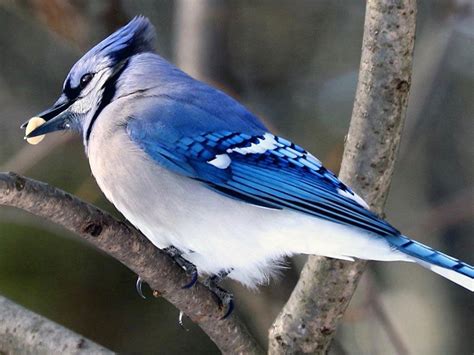 Canadian Birds, Captured on Camera | Our Canada