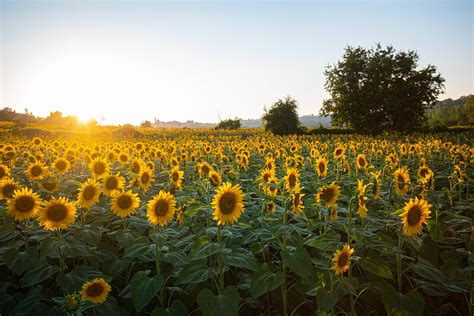 Top 10 Exporters of Sunflower Oil in the World as of 2020 | Prime Export Import Management