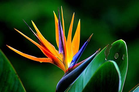 Bird Of Paradise Flower Wallpapers - Wallpaper Cave