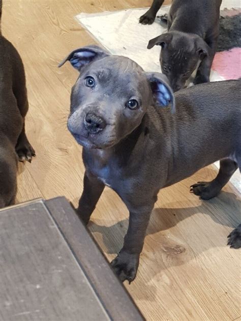 Blue staffordshire bull terrier puppies for sale staffy staff | in Bridgend | Gumtree