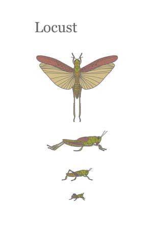 Vector of Locusts - fairly large insect - ID:95408914 - Royalty Free Image - Stocklib