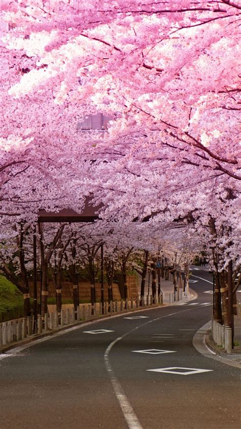 Japan Cherry Blossom Desktop Wallpaper : 10 Best Cherry Blossom Desktop Backgrounds Full Hd 1920 ...