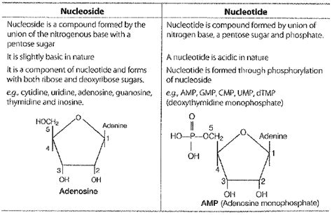 What is the difference between a nucleotide and nucleoside ? Give two ...