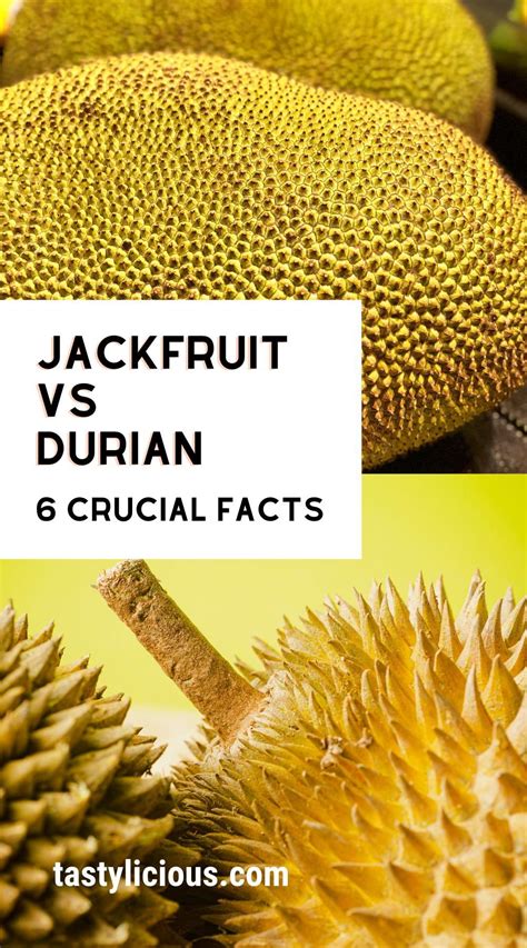 Jackfruit Vs Durian - 6 Crucial Facts | Tastylicious! | Jackfruit vs ...