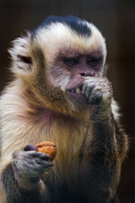 Capuchin eating a nut | Just the portrait of a capuchin monk… | Flickr