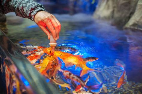 Feeding fish in aquarium stock photo. Image of hand - 101708496