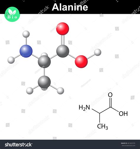 Alanine Chemical Structure Model 2d 3d Stock Vector (Royalty Free ...