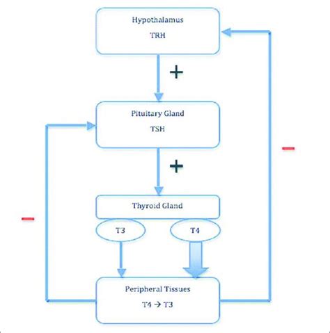 The feedback of HPT axis (22) . | Download Scientific Diagram