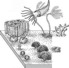 Phanerozoic diversity - Fossil Classification - Fossil Hunters