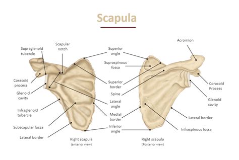 Scapula Labeled Diagram| EdrawMax Template