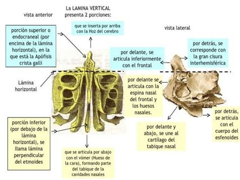 Anatomía (etmoides)