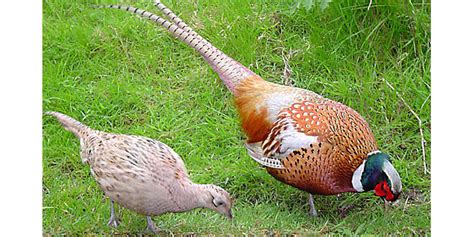 Cheer pheasant on the verge of extinction- Review Nepal News