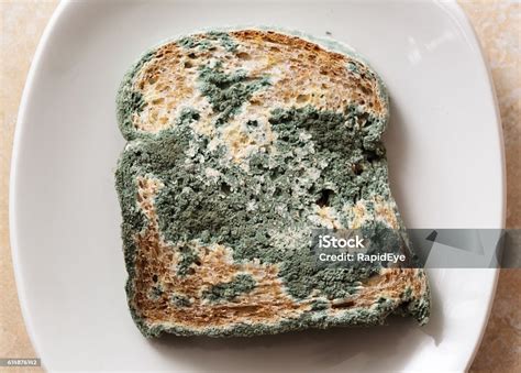 Blue Mould Covers Slice Of Very Stale Bread Stock Photo - Download Image Now - Bread, Fungal ...