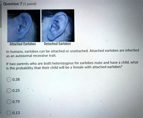 SOLVED: Question 7 (1 point) Attached Earlobes Detached Earlobes In ...