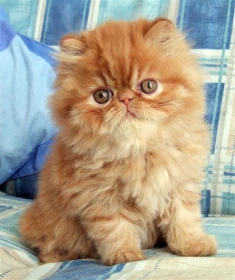 A beautiful Persian kitten…… #cutekittens #kittens #catsandkittens kittens adorable | cutest ...