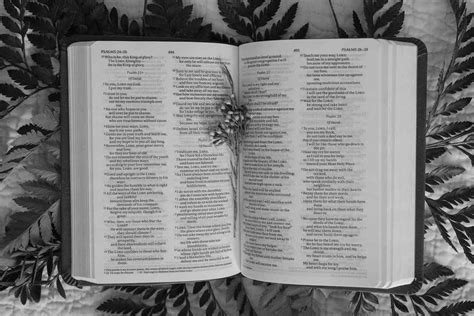 Biblical Reference Of Wormwood In The Bible - Onetechspot