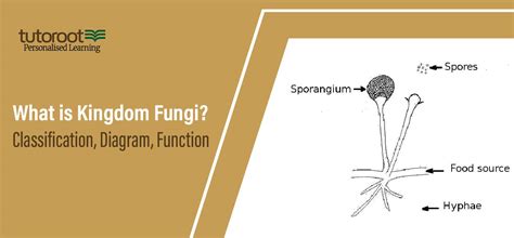 What is Kingdom Fungi? - Classification, Diagram, Function