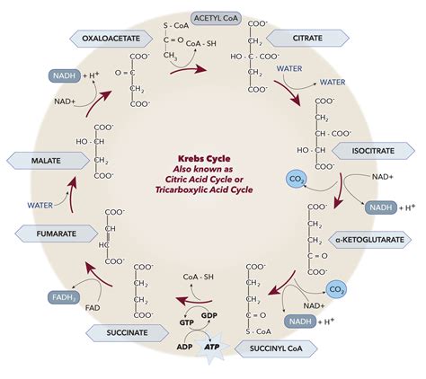 The Krebs Cycle Diagram