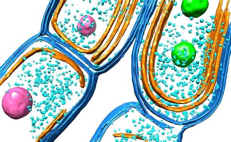 New Insight Into Biosynthesis: How Cyanobacteria Evolve Their Photosynthetic Machinery