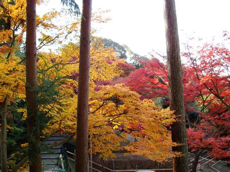 Asisbiz Maple trees Autumn leaves Kiyomizu dera Kyoto Japan Nov 2009 057