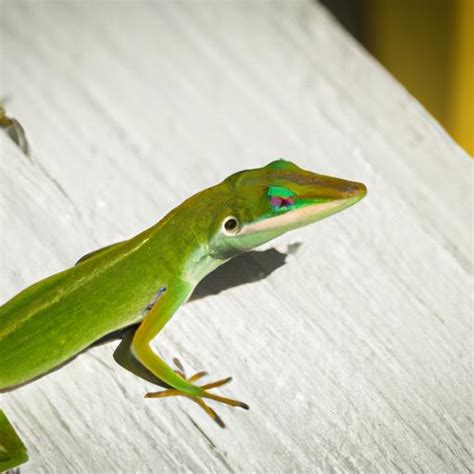 Green Lizards: A Closer Look at Nature's Marvels