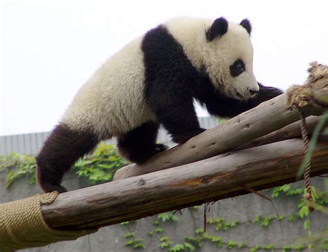 Giant Panda Cubs 214 | gill_penney | Flickr