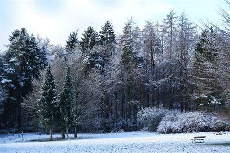 snowy winter trees landscape Free Photo Download | FreeImages