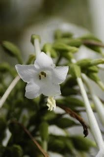 Flowering Tobacco – Featuring New Plants Every Day