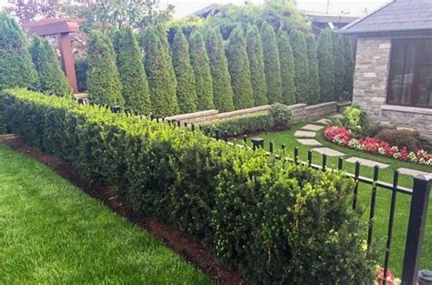 Evergreen Shrubs For Shade | Top 17 Choices - PlantingTree | Shade shrubs, Privacy landscaping ...