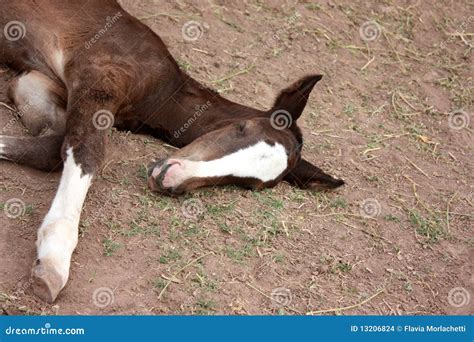 Young foal sleeping stock photo. Image of laying, foal - 13206824