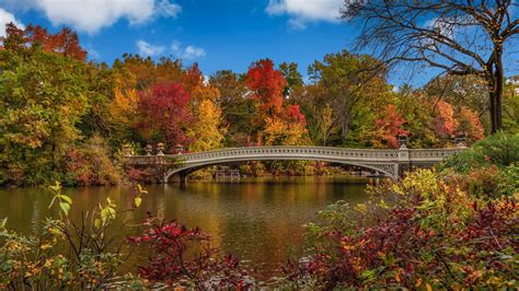 New York USA Central Park Bridge Under Blue Sky And Clouds During Fall 4K HD Nature Wallpapers ...