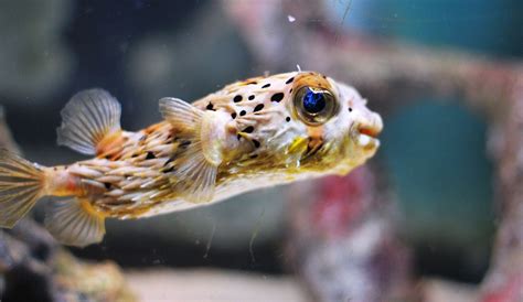 Porcupine Puffer Fish : Info with Care Details and Pictures