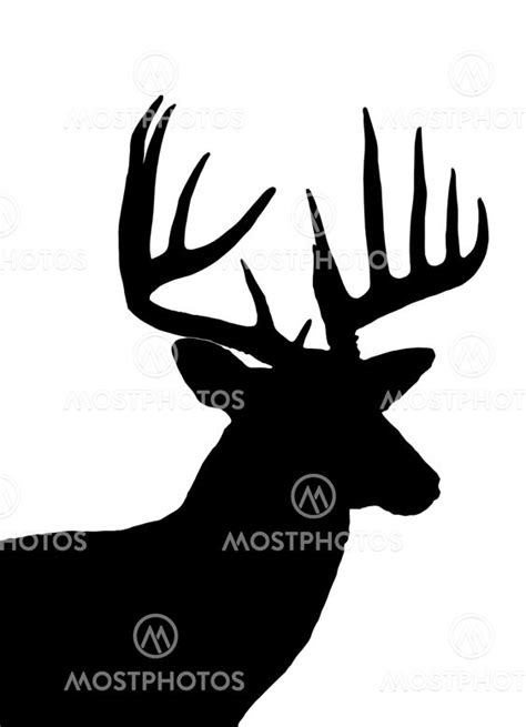 "whitetail deer head silhoue..." by Paul Jantz - Mostphotos