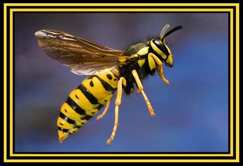 Scientists Create Bacteria-Killing Molecules From Wasp Venom