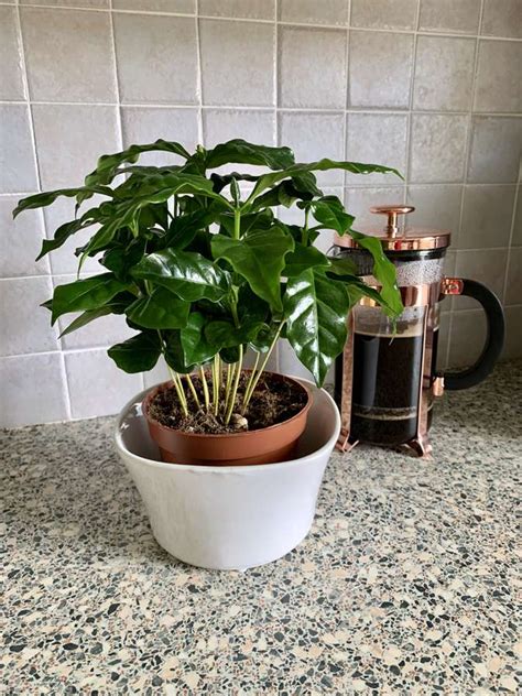 Coffee Plant: Care & Growing Guide