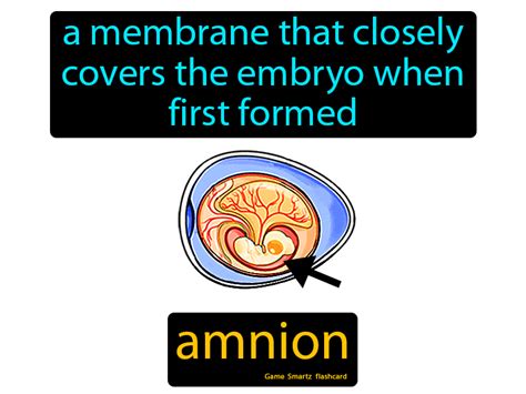 Amnion Definition & Image | GameSmartz