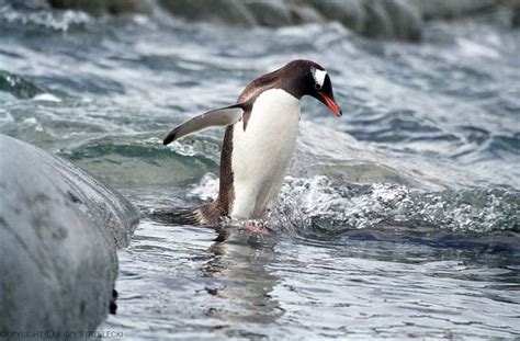 Gentoo Penguin Bird Facts | Pygoscelis papua | AZ Animals