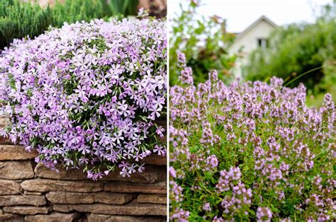 Creeping Phlox vs Creeping Thyme: What Is Better Ground Cover?