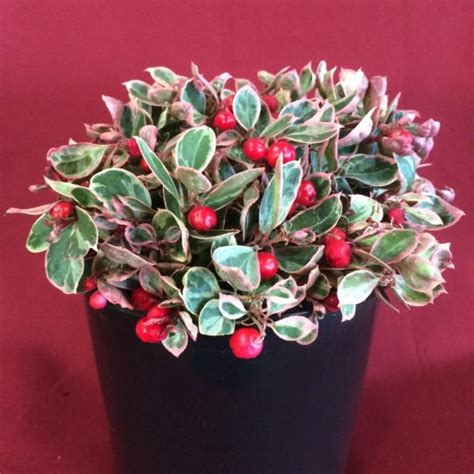 Winter Splash Wintergreen – Edible Landscaping