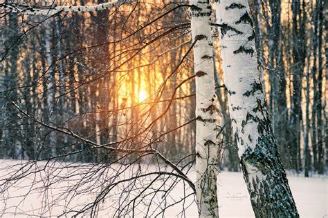 Birch tree at winter sunset | High-Quality Nature Stock Photos ~ Creative Market